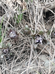 Physochlaina physaloides