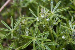 Lupinus caudatus
