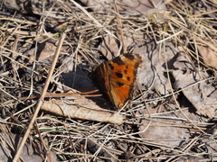 Nymphalis xanthomelas