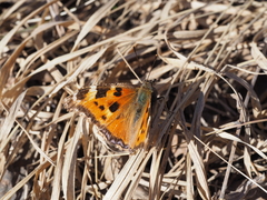 Nymphalis xanthomelas