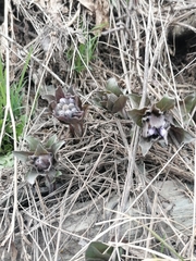 Physochlaina physaloides