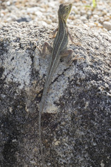 Diporiphora australis