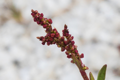 Rumex paucifolius