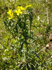 Erysimum crepidifolium