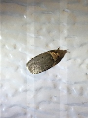 Agonopterix nigrinotella