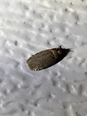 Agonopterix nigrinotella