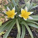 Tulipa urumiensis - Photo (c) chillaholic, algunos derechos reservados (CC BY-NC)