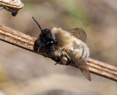 Andrena nycthemera