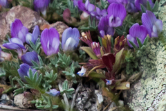 Astragalus kentrophyta tegetarius