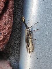 Xanthostigma xanthostigma
