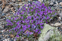 Astragalus kentrophyta tegetarius