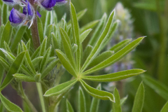 Lupinus caudatus