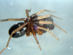 Phrurolithus festivus