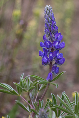 Lupinus caudatus