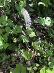 Tiarella austrina