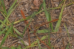 Phanogomphus minutus