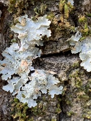 Fungi