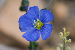 Linum usitatissimum