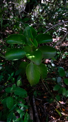Kalanchoe sexangularis
