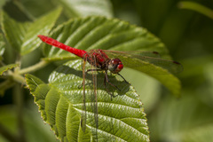 Sympetrum gilvum