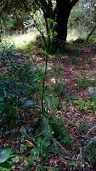 Kalanchoe sexangularis