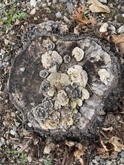 Trametes versicolor image