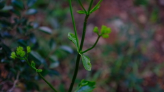 Kalanchoe sexangularis