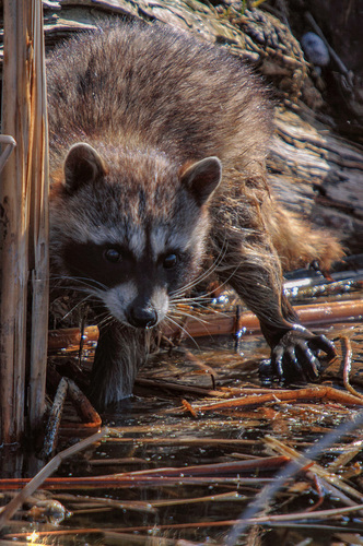 Common Raccoon photographed in Montana