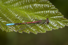 Oxyallagma dissidens