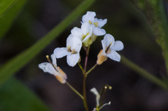 Arabis nuttallii