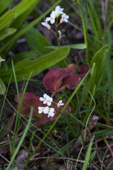 Arabis nuttallii