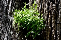 Stellaria pubera