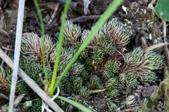 Selaginella densa scopulorum