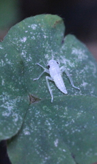 Bothrogonia ferruginea