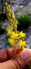Bulbine alooides