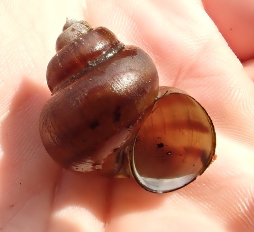 Lister's River-snail