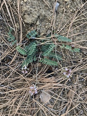 Astragalus cobrensis