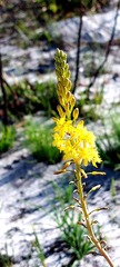 Bulbine alooides