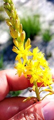 Bulbine alooides