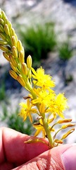 Bulbine alooides