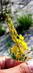 Bulbine alooides