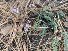 Astragalus cobrensis