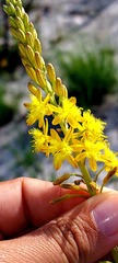 Bulbine alooides