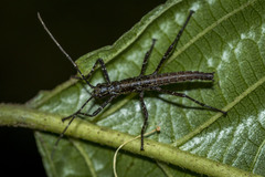 Monticomorpha