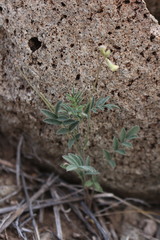 Astragalus nuttallianus austrinus