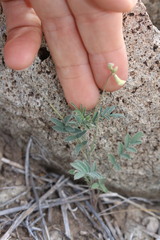 Astragalus nuttallianus austrinus