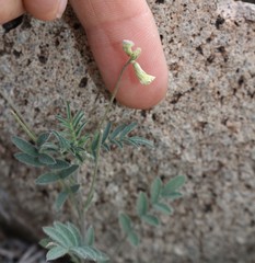 Astragalus nuttallianus austrinus