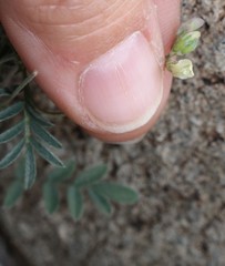 Astragalus nuttallianus austrinus