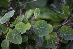 Stephania cephalantha