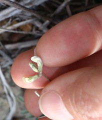 Astragalus nuttallianus austrinus